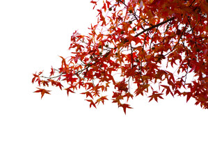 Wall Mural - Branches with  colorful autumn leaves with water drops  isolated on white background.  Selective focus. American Sweetgum