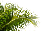 Fototapeta  - coconut palm leaf isolated for object and retouch design.