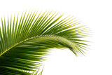 Fototapeta Łazienka - coconut palm leaf isolated for object and retouch design.