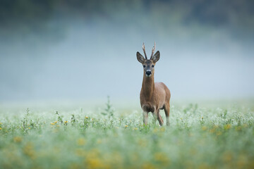 Wall Mural - Roe deer, capreolus capreolus, looking to the camera on grass in morning mist. Roebuck standing on green field in fog. Antlered mammal watching on meadow.