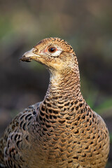 Wall Mural - Portrait of common pheasant, phasianus colchicus, observing on meadow in autumn. Female cock looking in fall nature. Wild hen watching in environment in vertical shot.