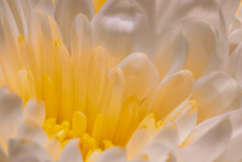 White And Yellow Chrysanthemum Flower Close-up