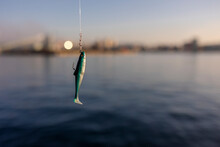 Fish Bait On A Fishing Hook