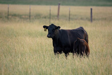 Black Angus Cows In Rural Farm Pasture