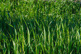 Fototapeta  - Very green grass. Wild grass background. 