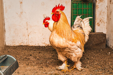 Brahma rooster in a chicken coop. Poultry