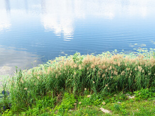 Wall Mural - overgrown beach of Malaya Kokshaga river in center of Yoshkar-Ola city on sunny summer day