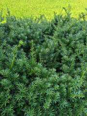 Canvas Print - taxus baccata close up. green branches of yew tree(taxus baccata, english yew