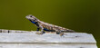 © Chase D’Animulls - Male adult eastern fence lizard Sceloporus undulatus on wood looking at camera