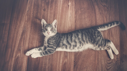 Little gray kitten lying on the floor indoors