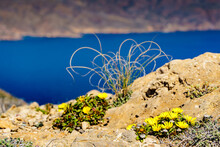 Yellow Flowers And Seascape