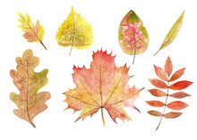Watercolor Autumn Leaves Set. Hand Painted Botanical Illustration Of Fall Foliage. Maple And Oak Leafage On A Transparent Background. Yellow, Orange And Red Colors
