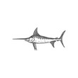 Blue marlin deep sea ocean fish with sword like snout isolated swordfish monochrome sketch icon. Vector long toms marlin, saltfish with flattened snout. Predatory game fish with flat bill, Xiphiidae