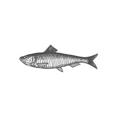 Wall Mural - Salted or live herring fish isolated monochrome sketch icon. Vector Atlantic herring, sea or ocean underwater animal, seafood drawing. Fishery sport mascot, oily sardine, baltic iwashi fish