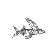 Flying Cod Fish Isolated Vintage Strange Marine Animal Monochrome Sketch Icon. Vector Rare Deep Sea Ocean Creature, Bird-fish With Wings, Flying Aquatic Fish. Strange Underwater Animal With Fins