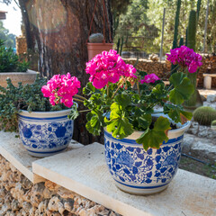 Poster - Red geranium in blue and white pots with majolica in the garden as a decoration for urban landscape design