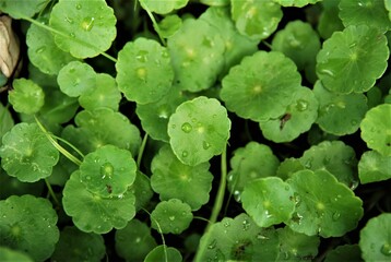 Close up view of leaves of watercress