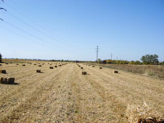 Agricultural field with straw bales after harvest.