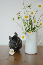 Cute Chinchilla Sniffing Fresh Daisies In Vase On Table