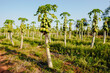 The formosa papaya plantation in Mato Grosso do Sul. This cultivation is done by family farmers who aim to supplement the income.
