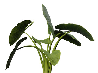 Plant with big leaves on transparent png
