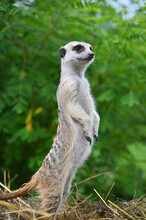 Little Meerkat Stands On Its Hind Legs
