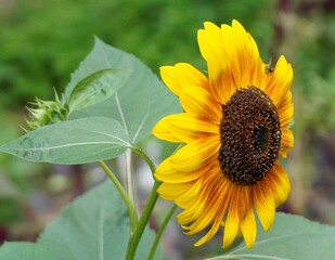 Canvas Print - sunflower and bee