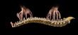 Manual therapist professionally treats human spine or backbone, on black background. Manual therapy concept and osteopathy