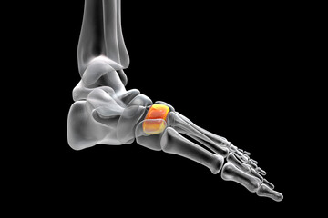 Sticker - Intermediate cuneiform bone of the foot, 3D illustration