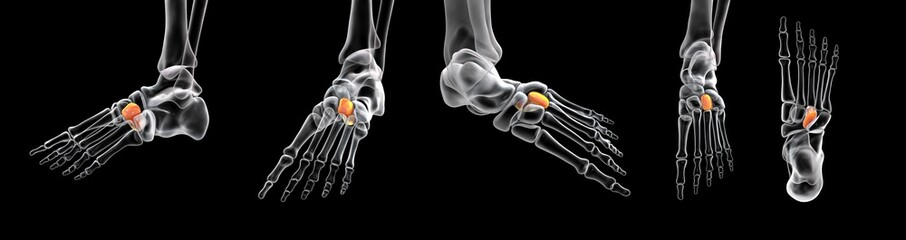 Poster - Intermediate cuneiform bone of the foot, 3D illustration