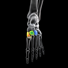 Sticker - Cuneiform bones of the foot, 3D illustration