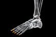 Distal phalanges of the foot, 3D illustration