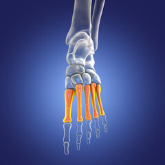 Wall Mural - Metatarsal bones of the foot, 3D illustration