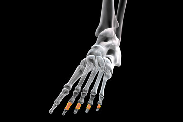 Poster - Middle phalanges of the foot, 3D illustration