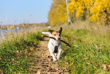 Funny Dog Running Along Hiking Trail Playing With Wooden Stick On Sunny Autumn Day