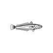 Hake cod-like fish isolated monochrome icon. Vector psychidae Atlantic ocean habitat, saltwater cold blooded fish, raw fresh or cooked. Hake merluccius, European hake, fishing sport mascot or trophy