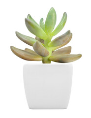 Canvas Print - Succulent plant. PNG format.