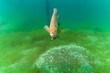 Dollar sunfish protecting the breeding nest it created