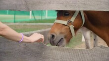 Dark Brown Pony. Horse Is Looking From Window Of Stall. Close Up View Of Woman Hand Feeds Him With Grass. Concept Of Breeding, Animal Husbandry Farming, Production Of Koumiss