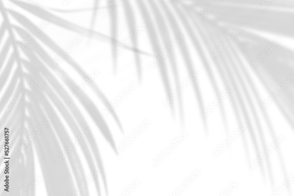 Abstract gray shadow background of natural palm leaves falling on white ...