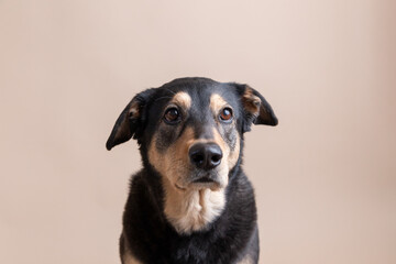 Wall Mural - Rescue husky blend dog Charlie flaunts floppy ears and bright eyes for pet portraits on solid neutral background