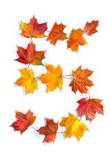 Wall Mural - number 5 from of colorful autumnal maple leaves on white background. top view, flat lay