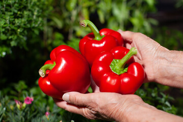 Wall Mural - red peppers held in hand