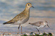 © vinx83 - The European golden plover (Pluvialis apricaria), winter plumage, Italy.