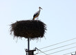 Stork nest on the pole.