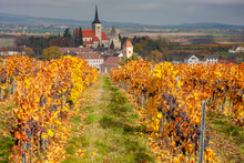 Vineyard In Autumn Near Pulkau, Lower Austria, Austria