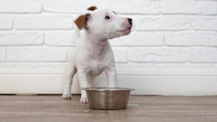 Wall Mural - a jack russell terrier puppy eats food or drinks water from a bowl. 