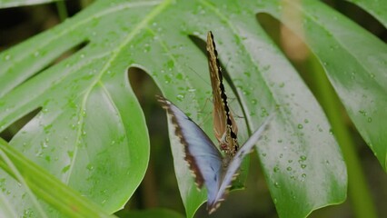 Wall Mural - a slow motion clip of two blue morpho butterflies and a monstera plant in costa rica