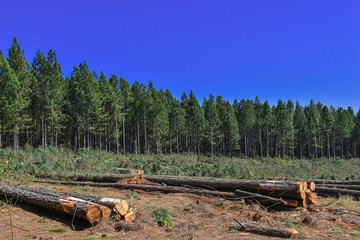 Wall Mural - Forest Plantation 