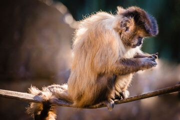 Monkey sit down looking his social midia on cell phone, Pantanal, Brazil